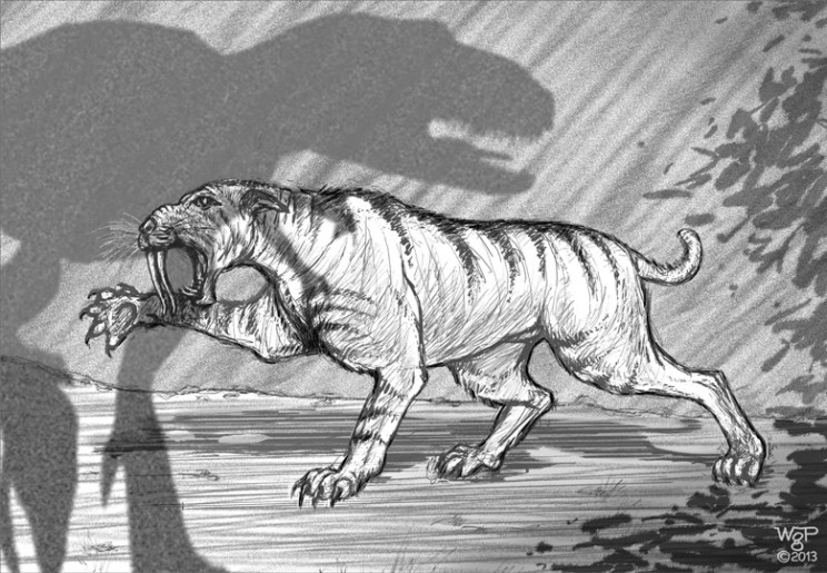 tifgre sciab. SB web R